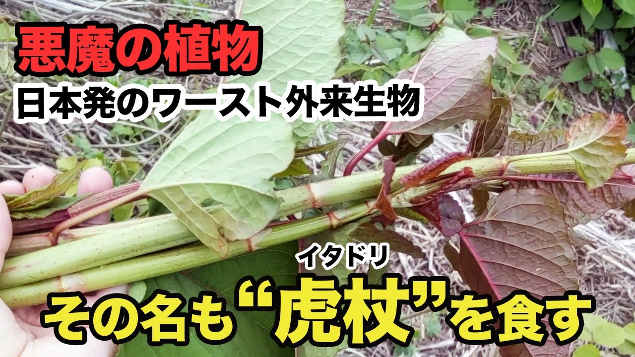 1762226596_maxresdefault-8561550-6839576-jpg