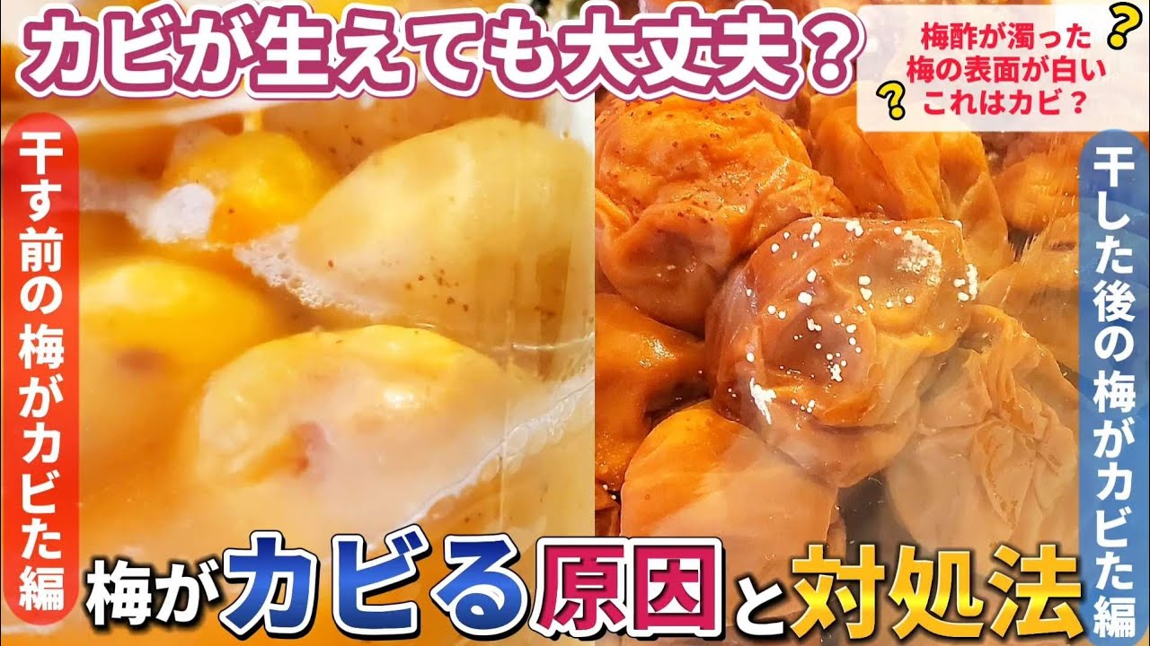 1769675855_maxresdefault-5727256-9908032-jpg